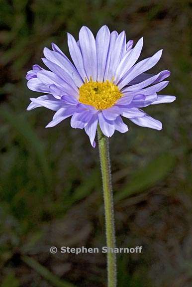 erigeron glacialis var glacialis 7 graphic